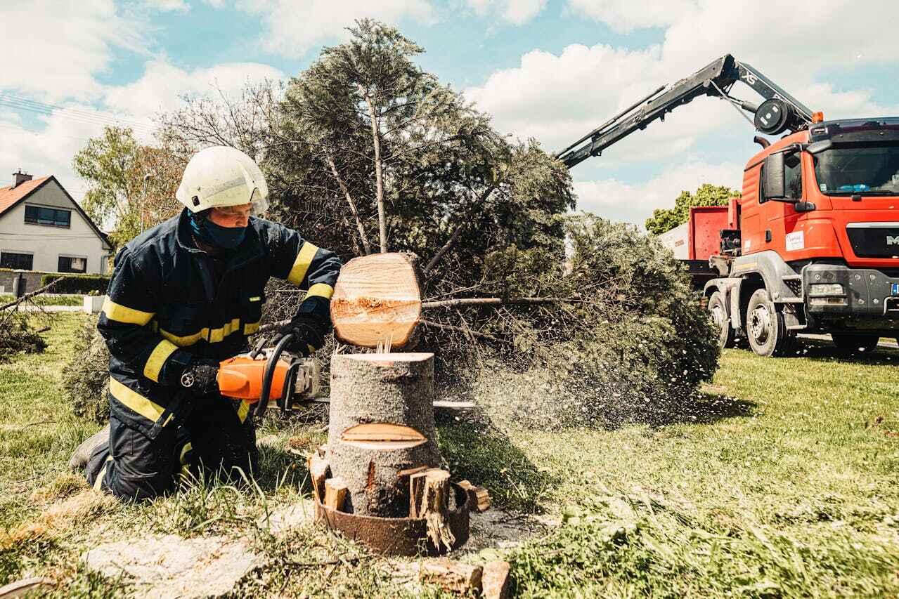 Best Tree Root Removal  in Wallace, FL